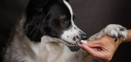 A Border Collie dog offers paw to a human hand for a treat indoors.