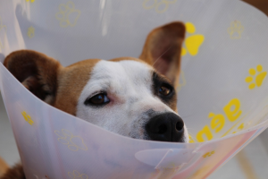 How To Make Your Dog Feel More Comfortable At Home