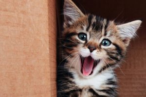 Things to think about before getting a kitten