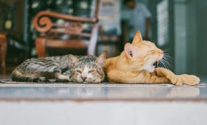 5 Tips For Teaching Kindness To Animals