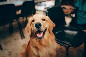 3 Great Ways Of Investing In The Health Of Your Dog