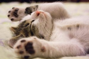 Adopting A Cat As A Dog Person: What To Do To Adjust